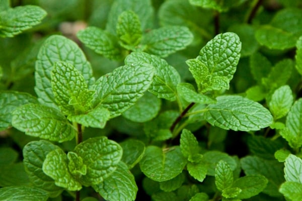 Mint - Alexa Farms