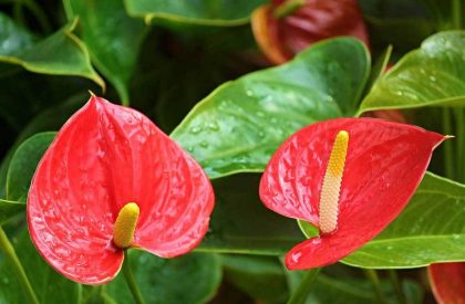 Anthurium-Cultivation