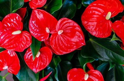 Anthurium-LolaFlora-2-Red-600x350-1