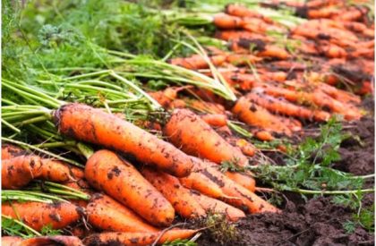 Carrot-Cultivation-Guide-1