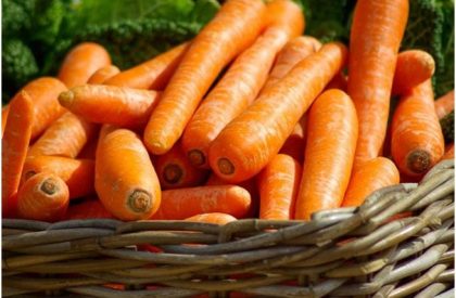 Carrot-Cultivation-Guide-2