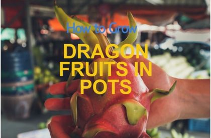 how-to-grow-dragon-fruit-in