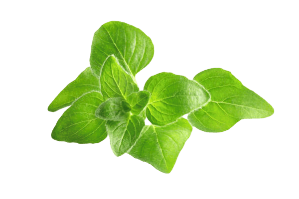 oregano