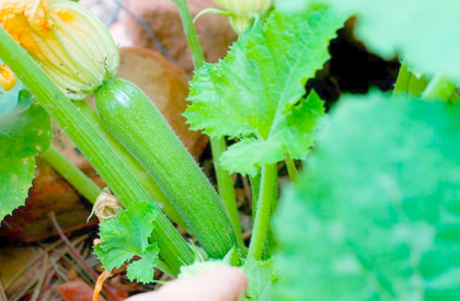 zucchini